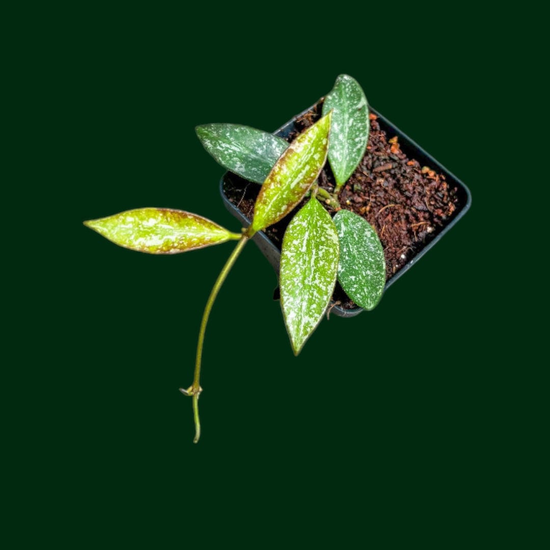 Hoya ‘Rosita’ (seedling, splash)