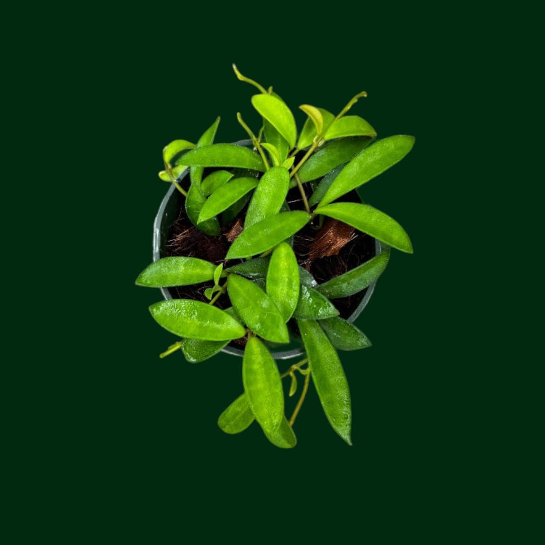 Hoya kentiana (mini) - (EPC733)