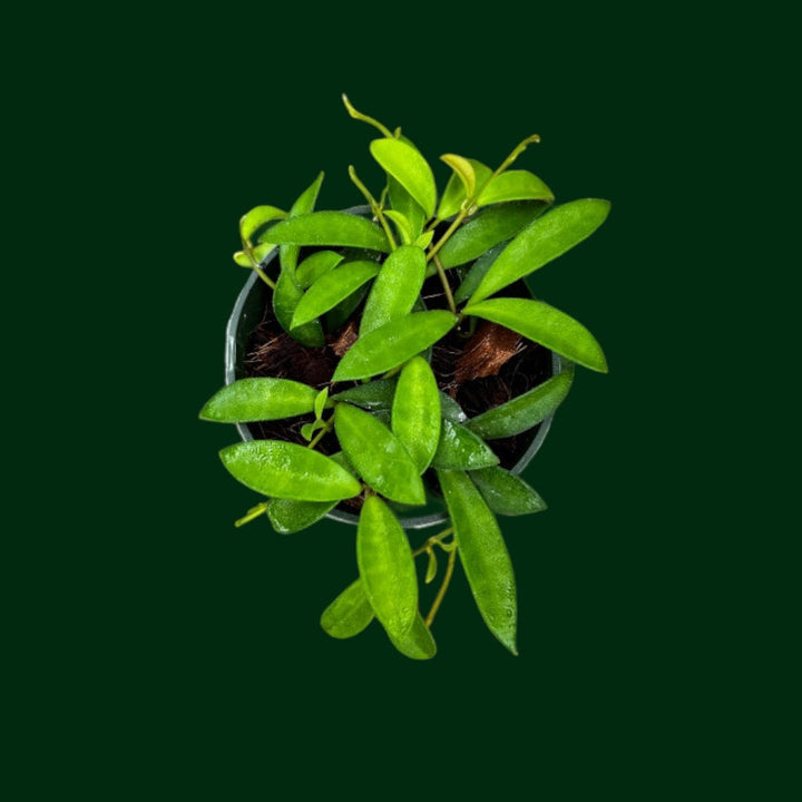 Hoya kentiana (mini) - (EPC733)