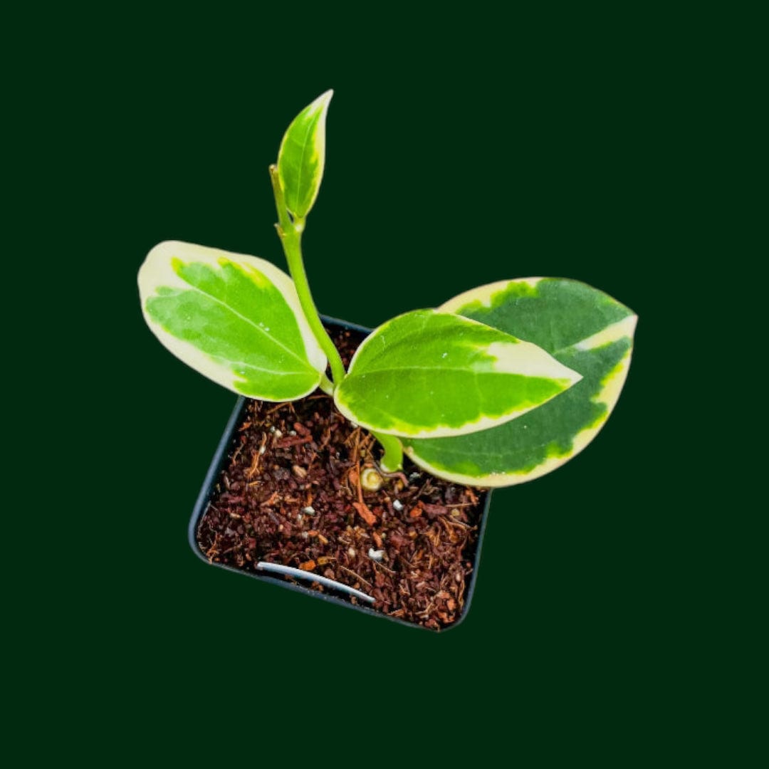 Hoya para (outer variegated)
