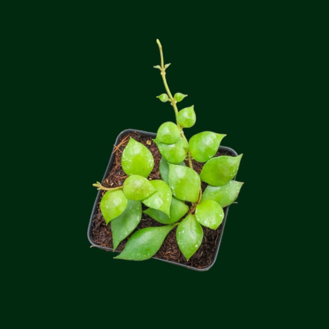 Hoya sp. (Sulawesi)