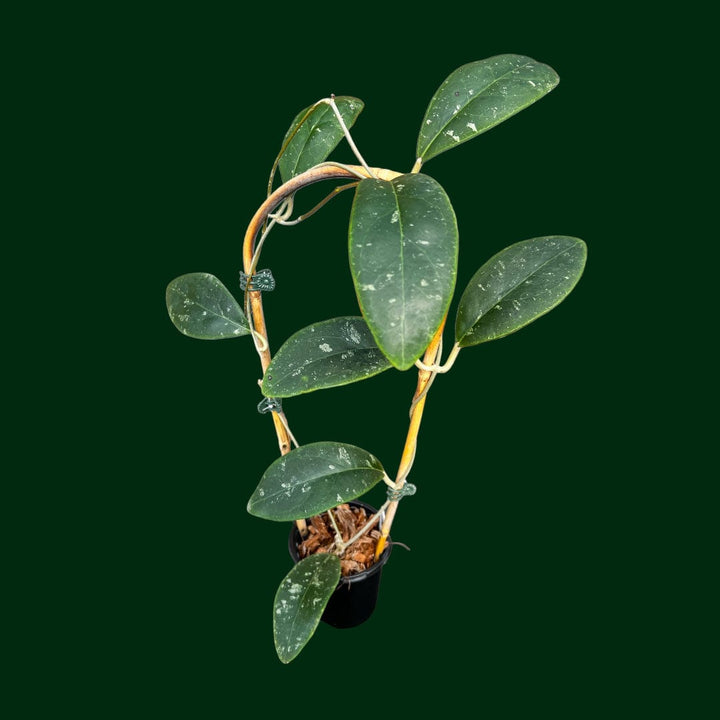 Trellised Hoya rintzii (Borneo)