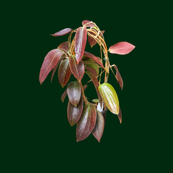 Trellised Hoya nicholsoniae (pottsii red)