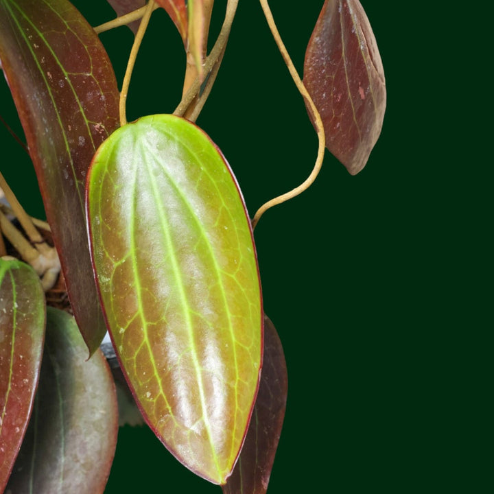 Trellised Hoya nicholsoniae (pottsii red)
