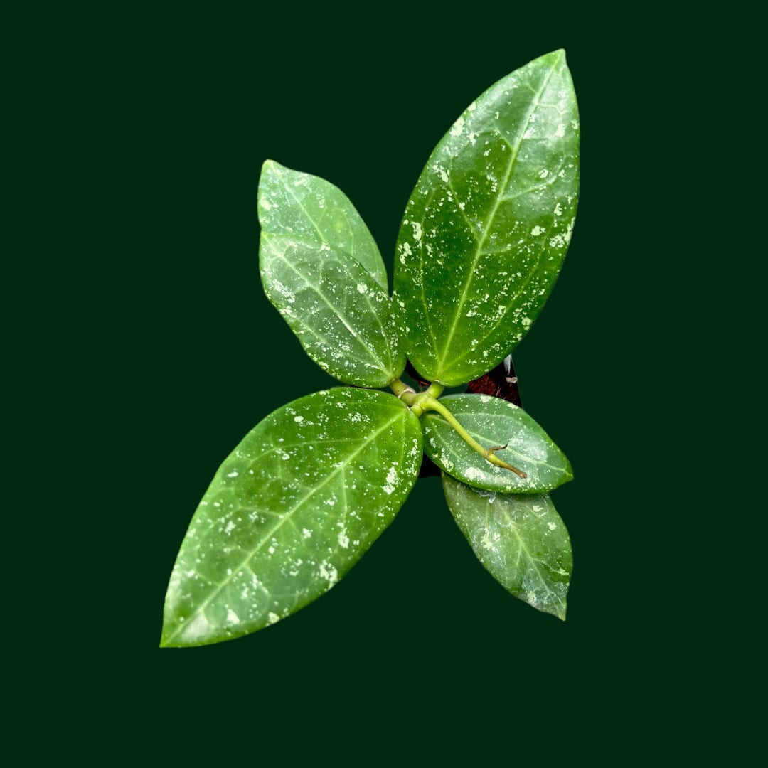 Hoya verticillata (acuta splash)
