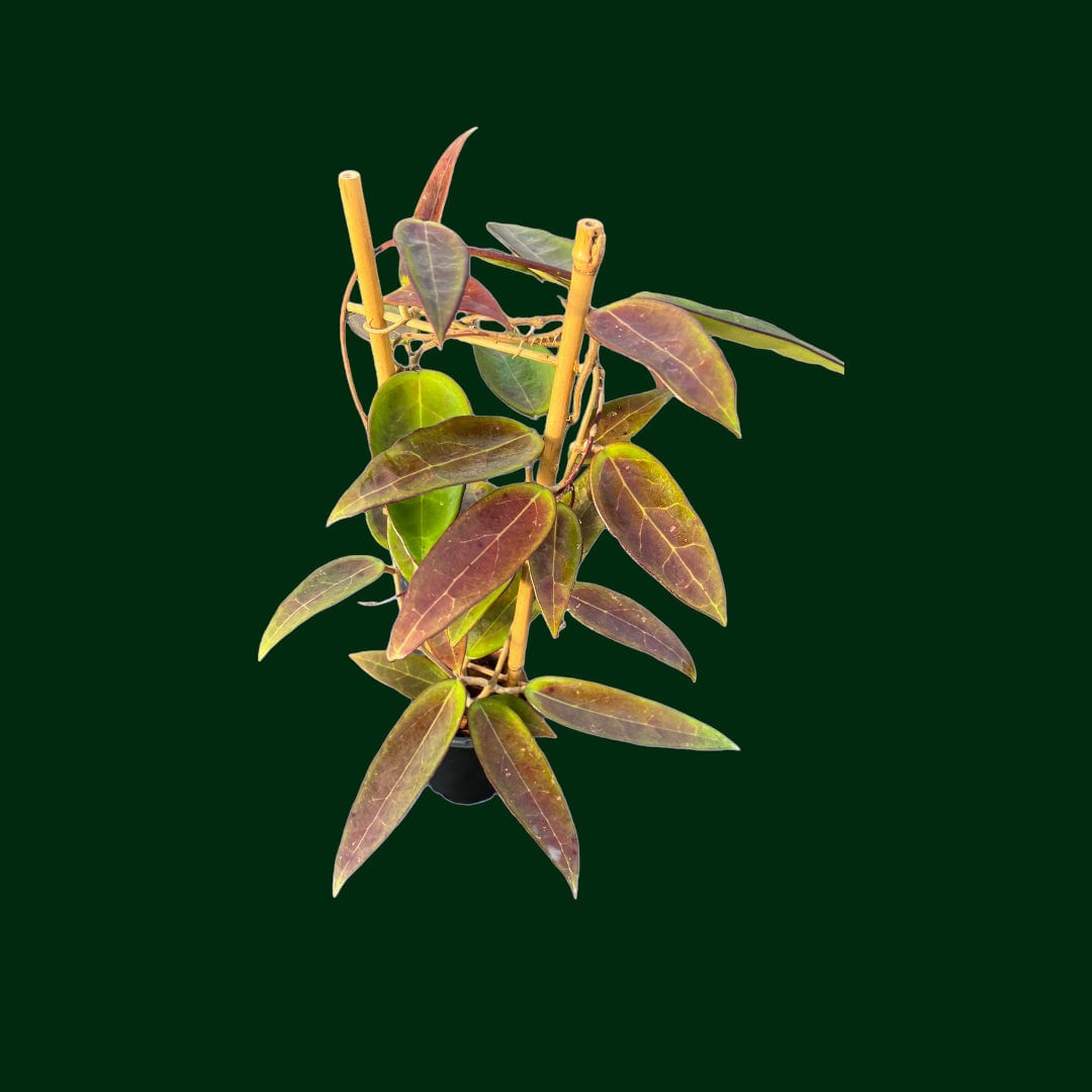 Trellised Hoya verticillata (acuta red/spoon leaf)