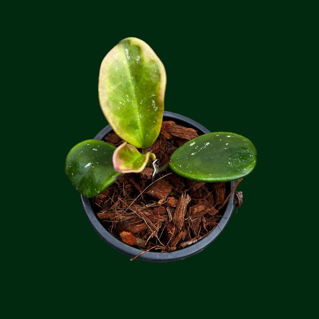 Hoya obovata 'Amelia' (green on green variegation)