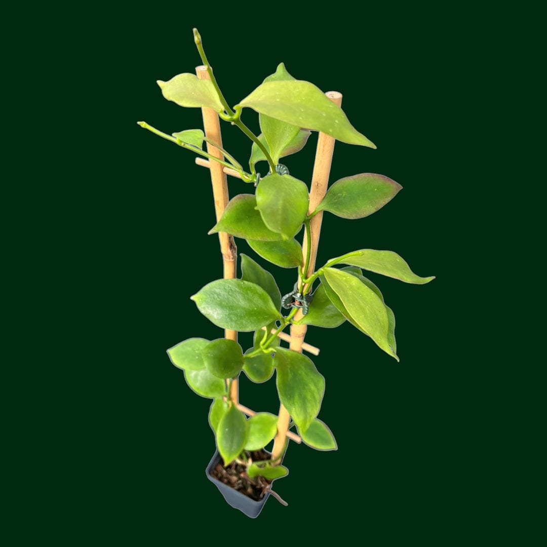 Trellised Hoya Anulata (fka Pseudolittoralis)