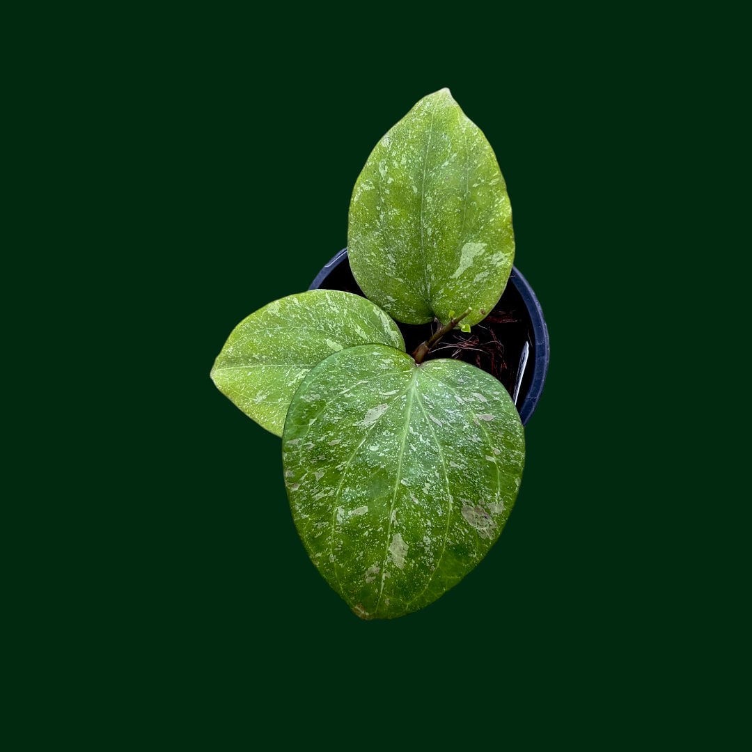 Hoya balaensis (splash)