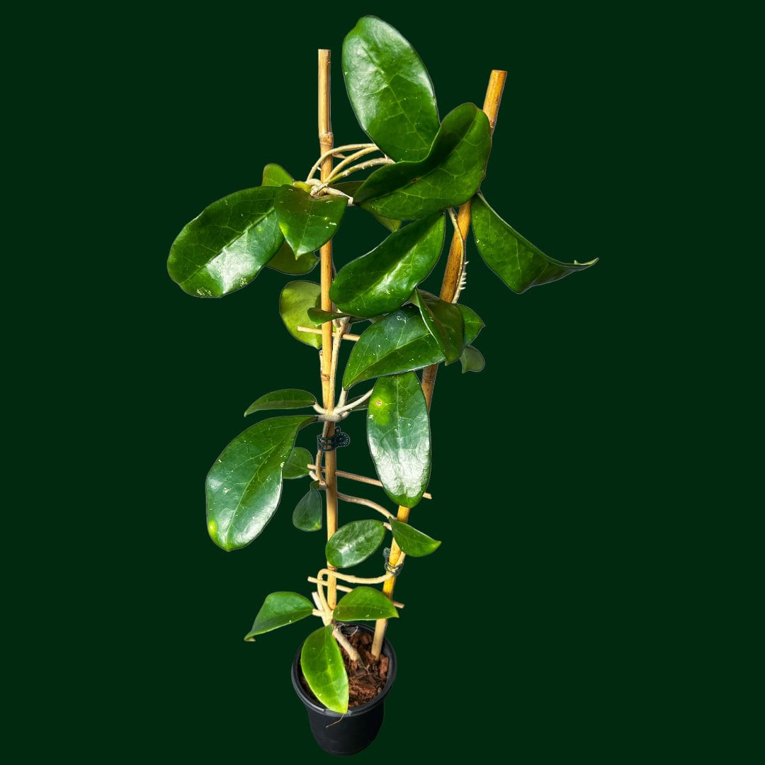 Trellised Hoya sp. (Big leaf)