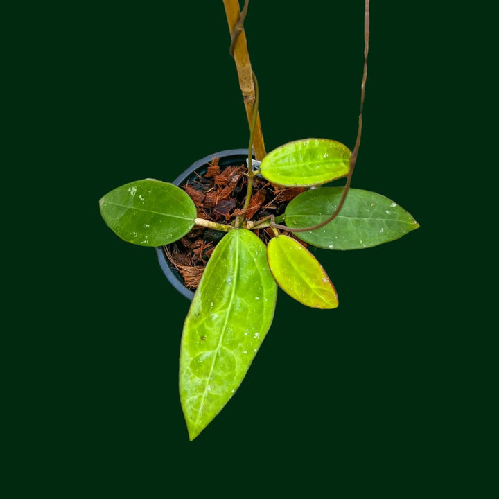 Hoya EPC-301 (black leaves)