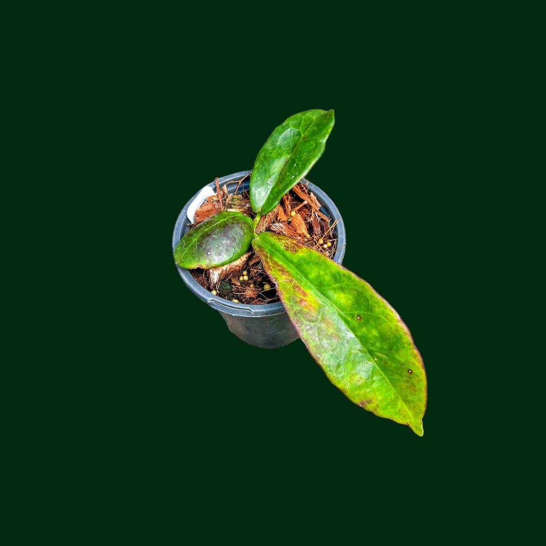 Hoya buntokensis (SLM01)