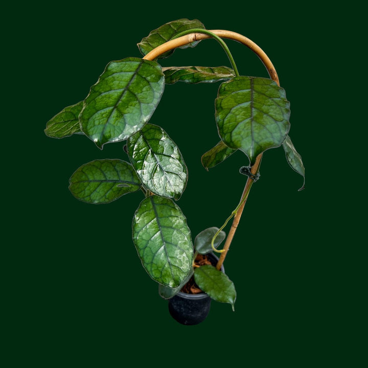 Trellised Hoya globulosa (Cao Bang)