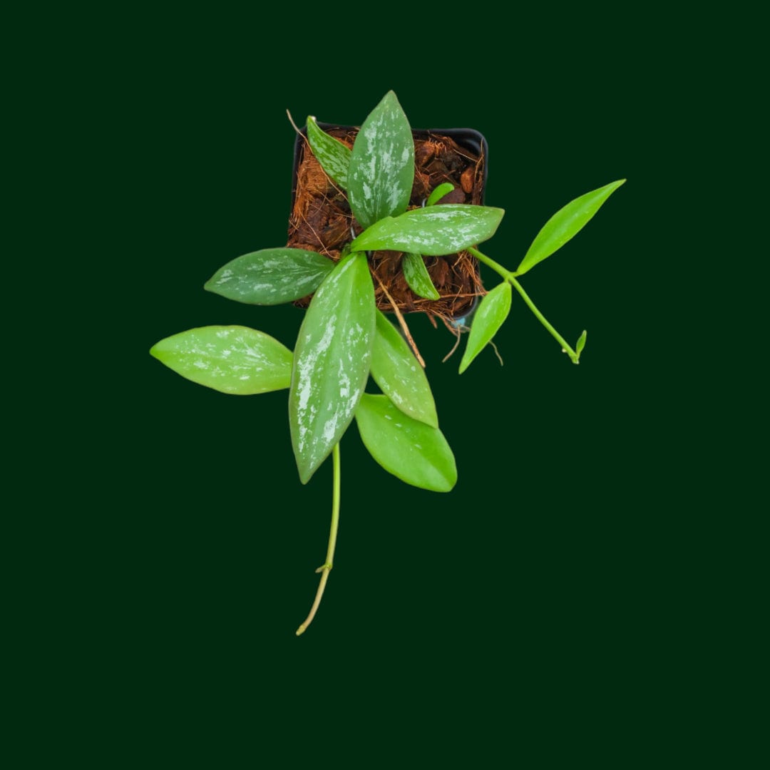 Hoya collina (Indonesia, long leaf splash)