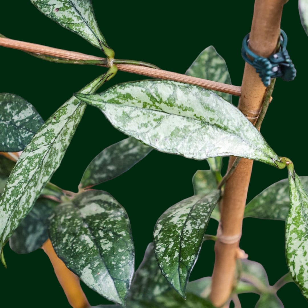 Trellised Hoya crassipetiolata (splash)