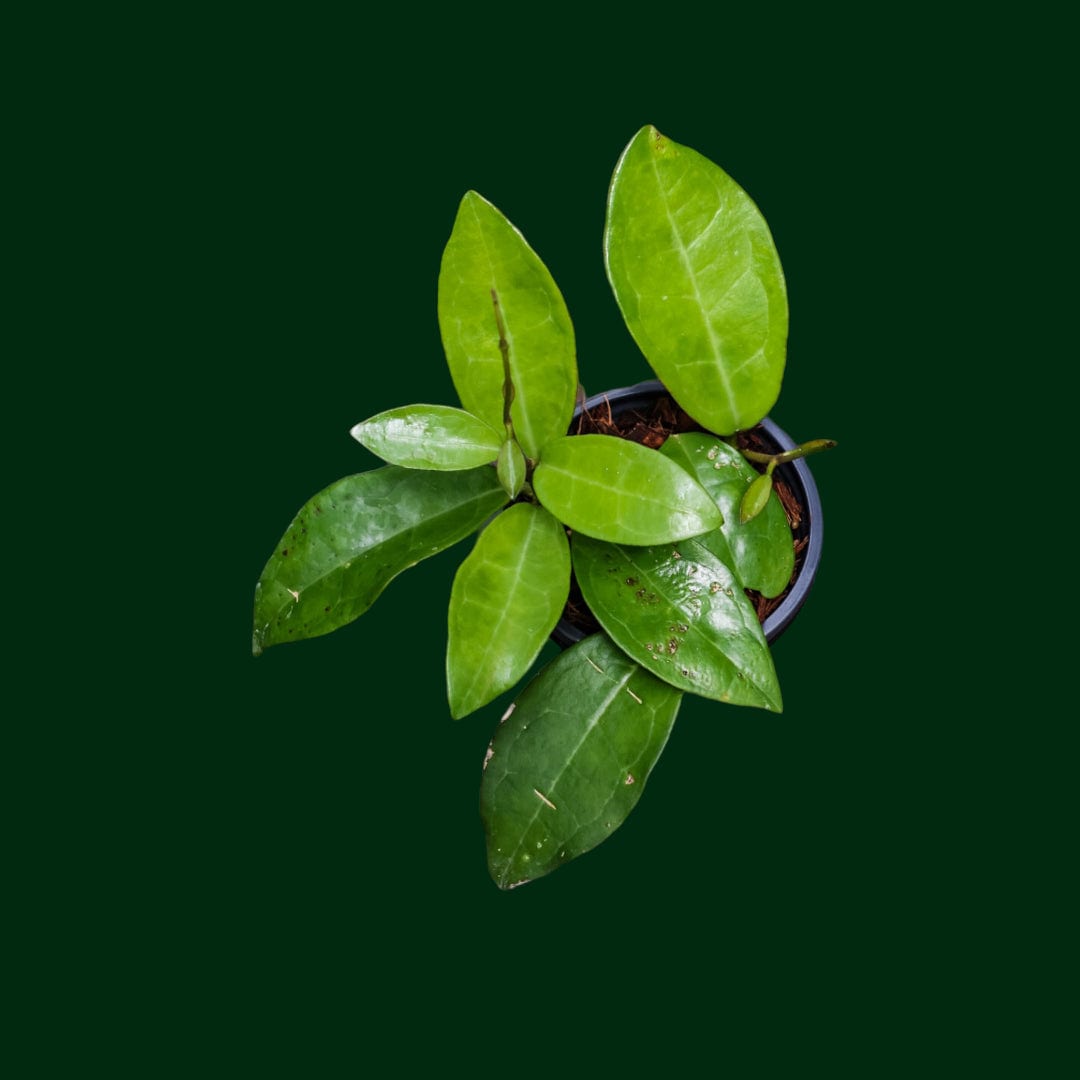 Hoya elliptica (Philippines)