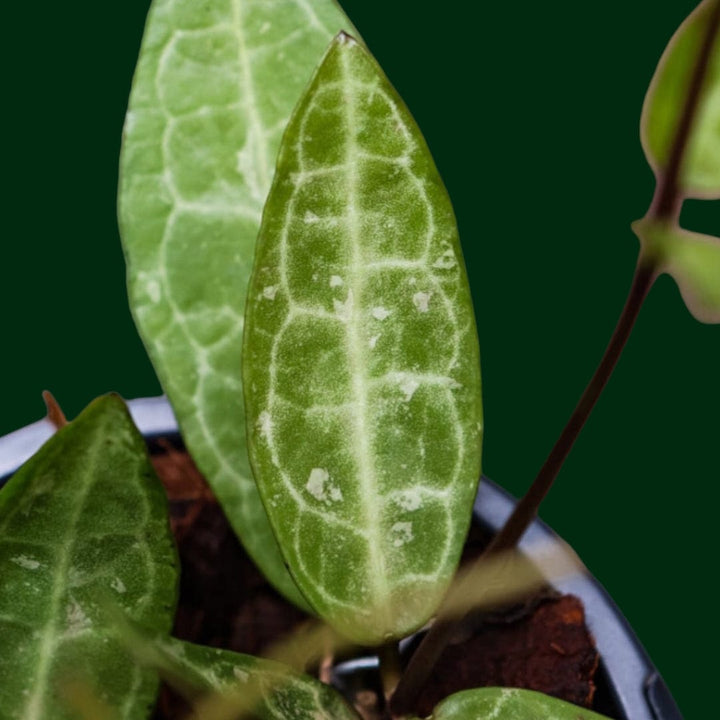 Hoya elliptica (Thai)
