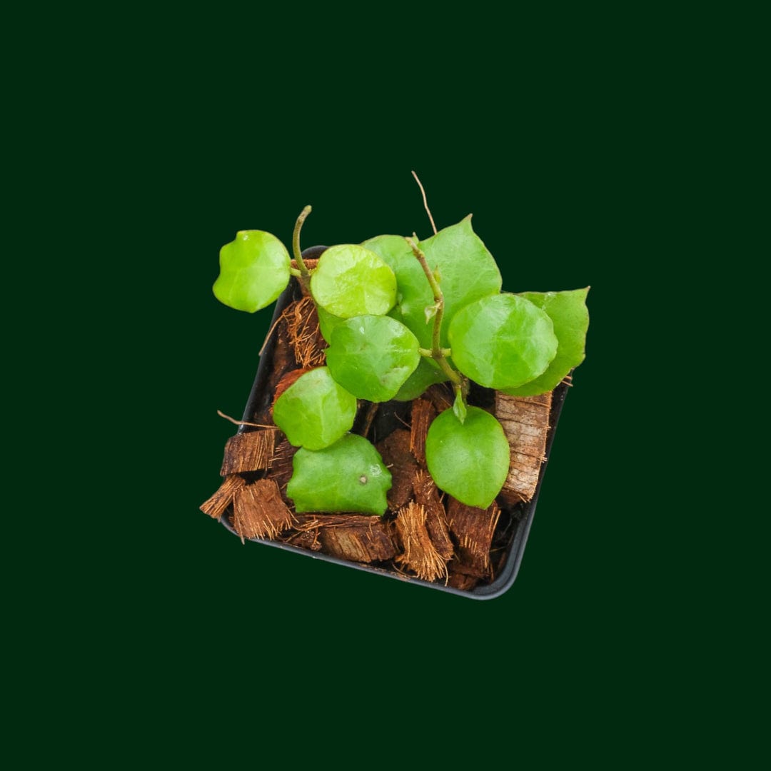 Hoya endauensis