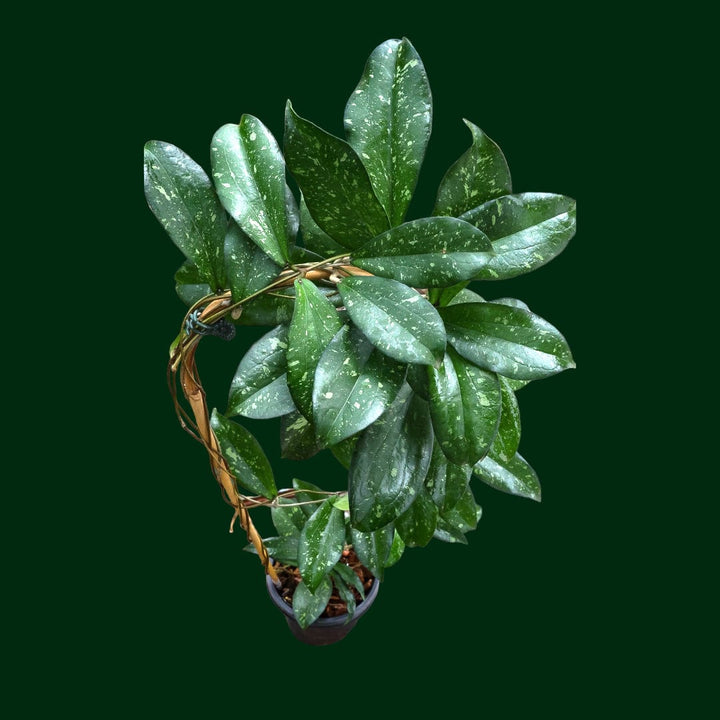 Trellised Hoya erythrina (splash)