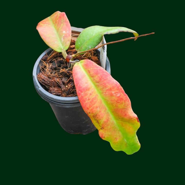 Hoya Fauziana ssp. Angulata (Uncommon)