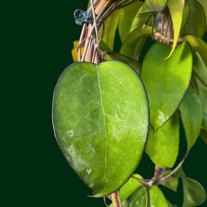 Trellised Hoya vittelina (fuscomarginata)