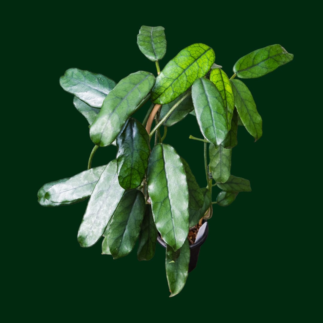 Trellised Hoya globulosa (long leaf)