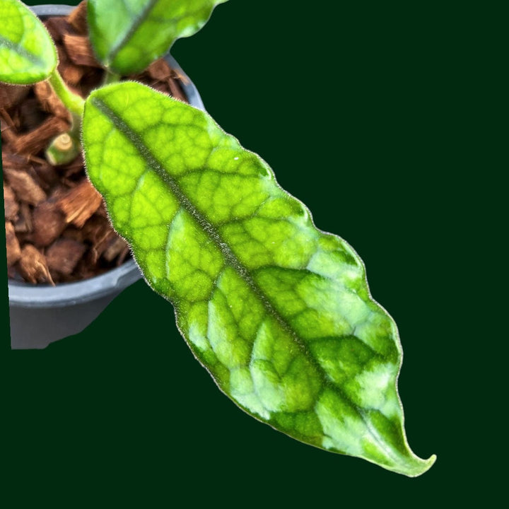 Hoya globulosa (long leaf)