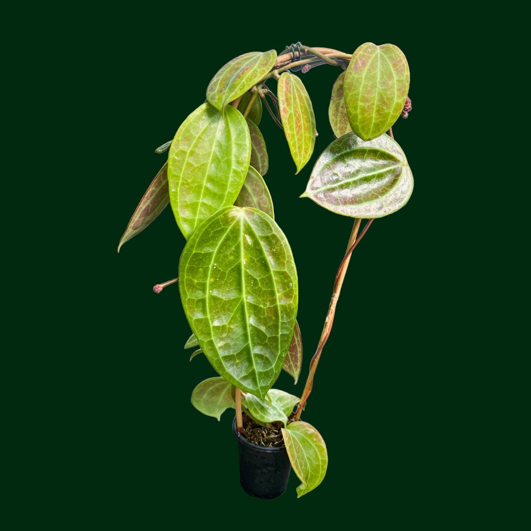 Trellised Hoya latifolia (Sulawesi GPS 8867)