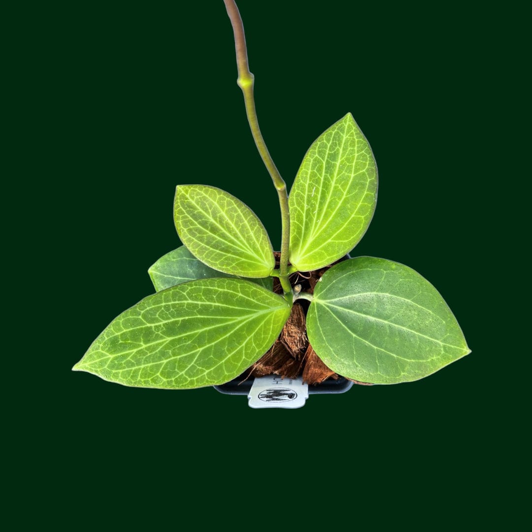 Hoya nicholsoniae (fka hellwigiana)