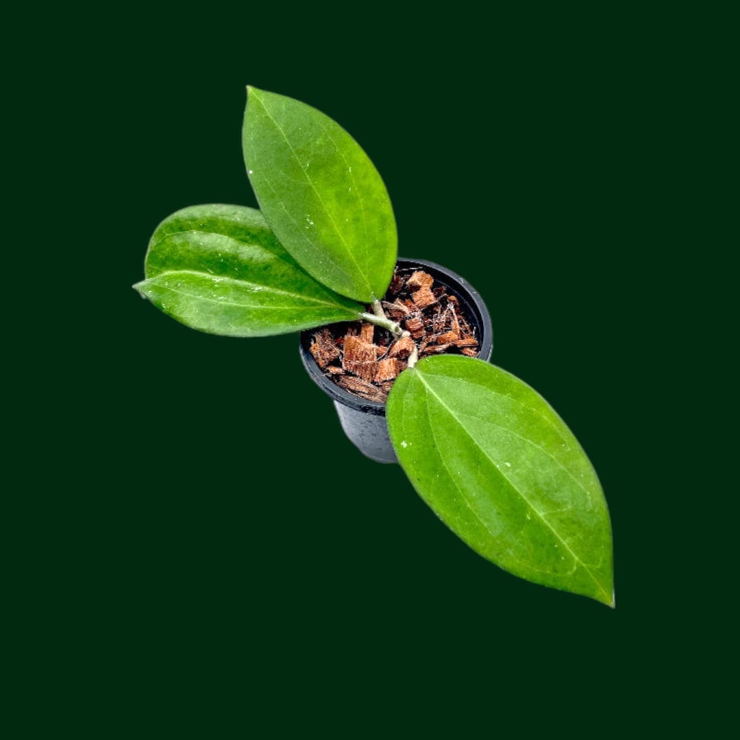 Hoya patcharawalai023 - (aka Icensis)