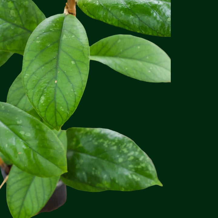 Trellised Hoya sp. Sumatra (02)