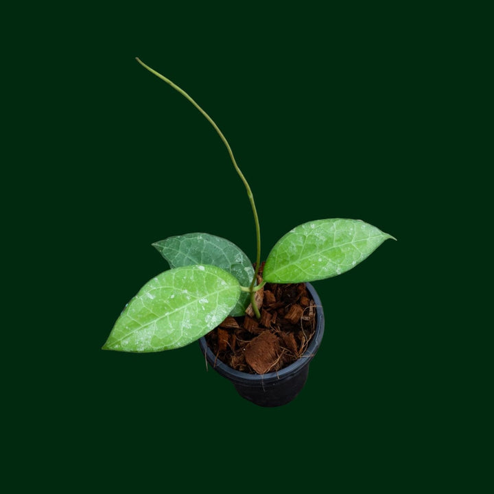 Hoya verticillata (Lampung)
