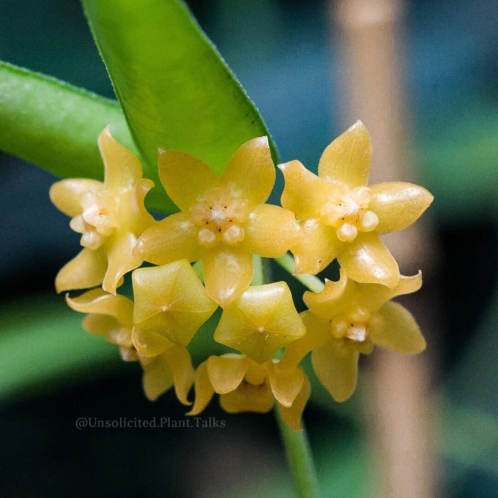 Hoya burmanica (fka pandurata ssp. Angustifolia)