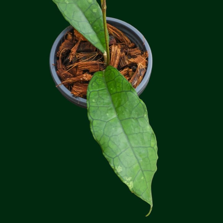Hoya finlaysonii (dark narrow leaves)