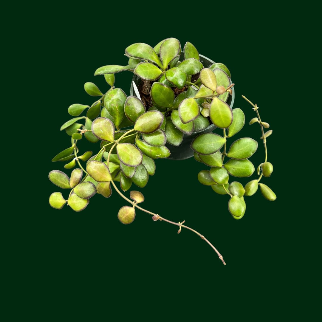 Hoya bilobata (fka panchoi)