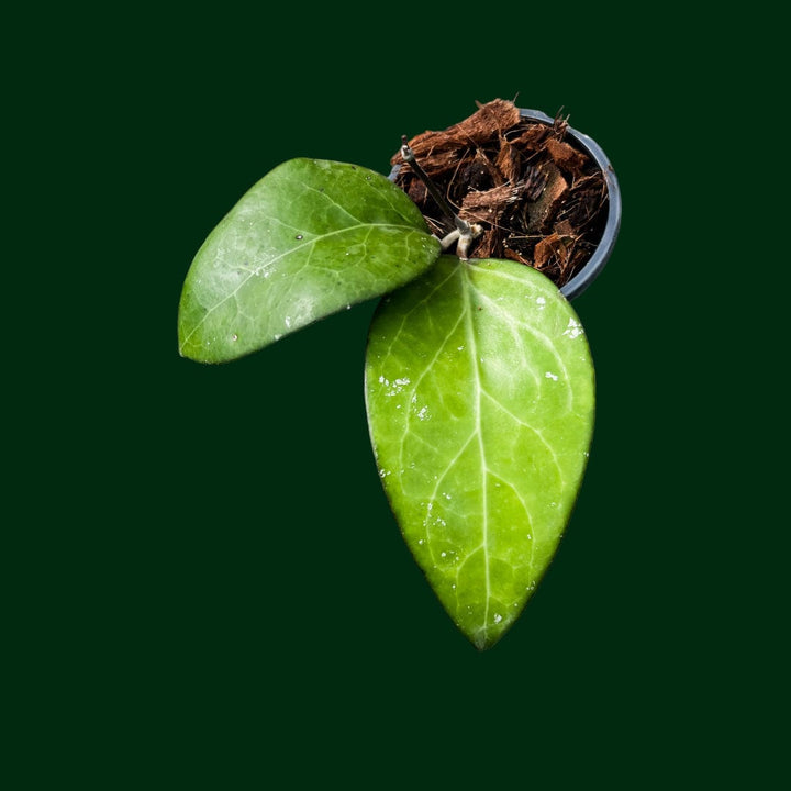 Hoya vitellina (not fuscomarginata)