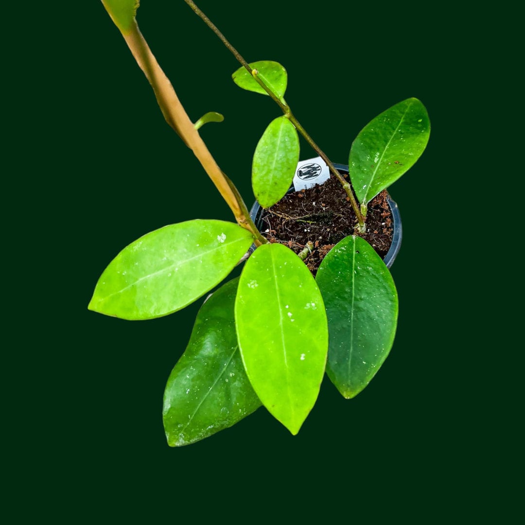 Hoya mindorensis (Black)