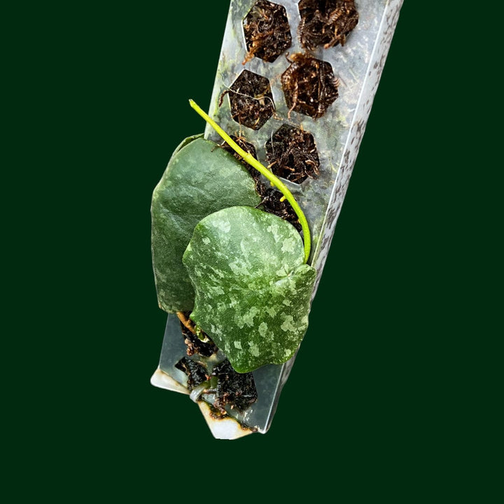 Hoya imbricata (on moss pole)