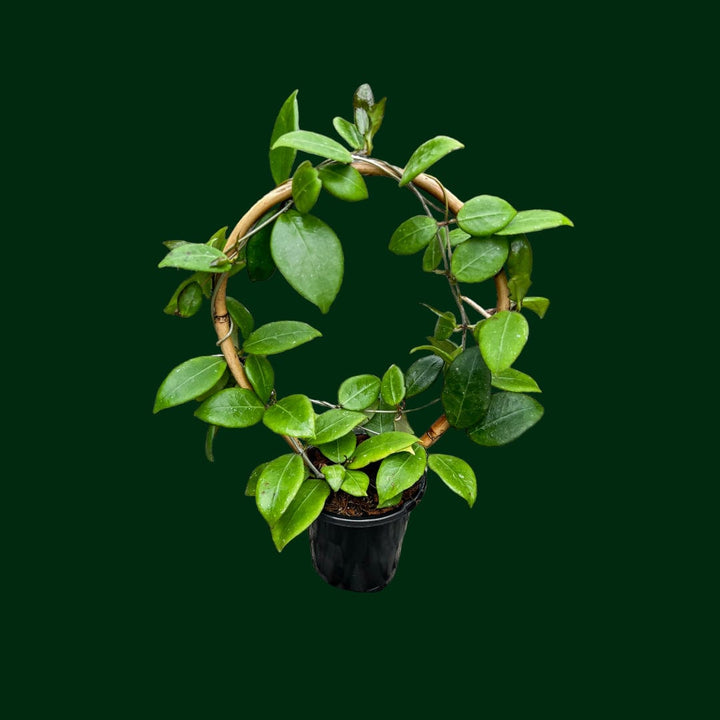 Trellised Hoya verticillata (ovalifolia)