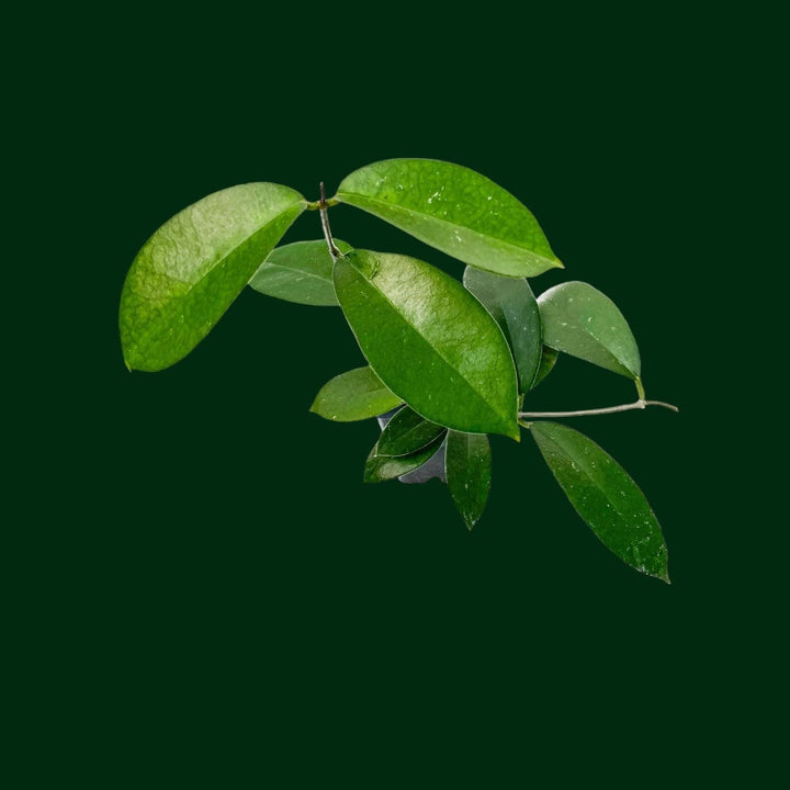 Hoya oblongacutifolia