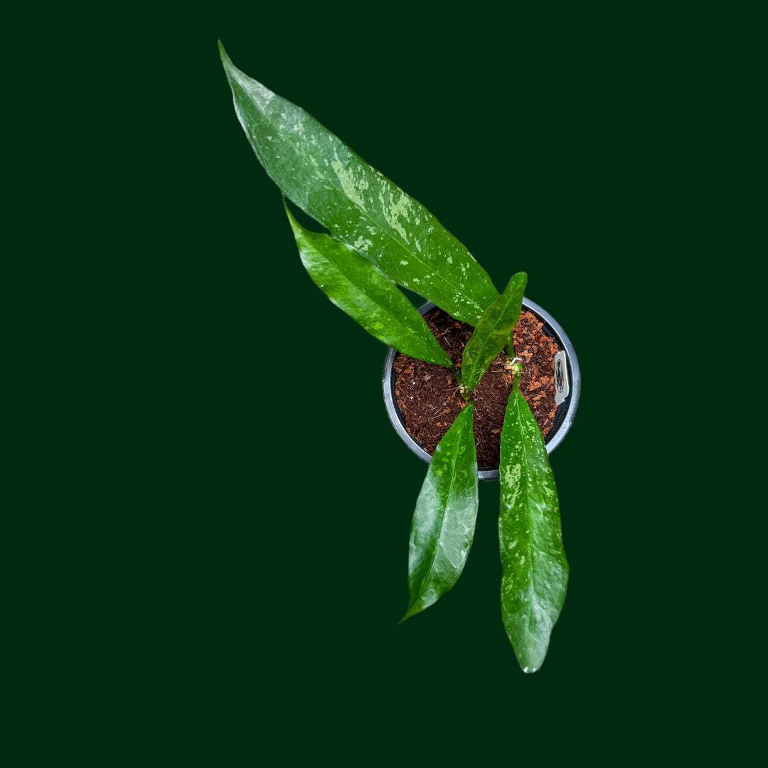 Hoya griffithii (splash)