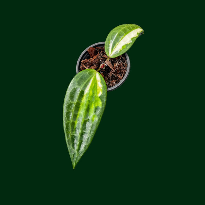 Hoya latifolia ‘Queensy’