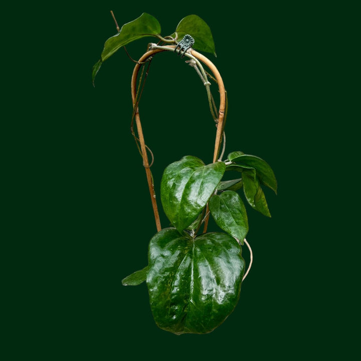 Hoya pentaphlebia