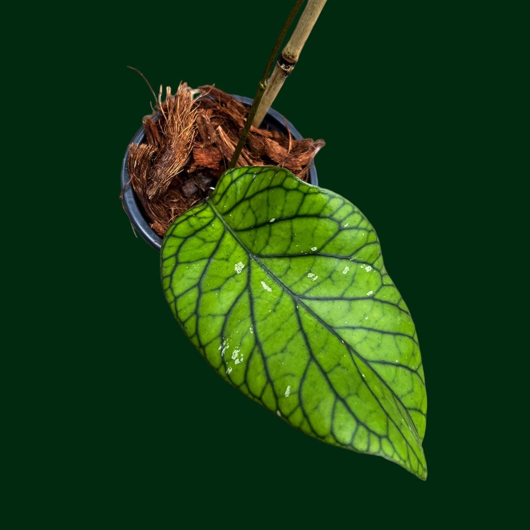 Hoya meredithii