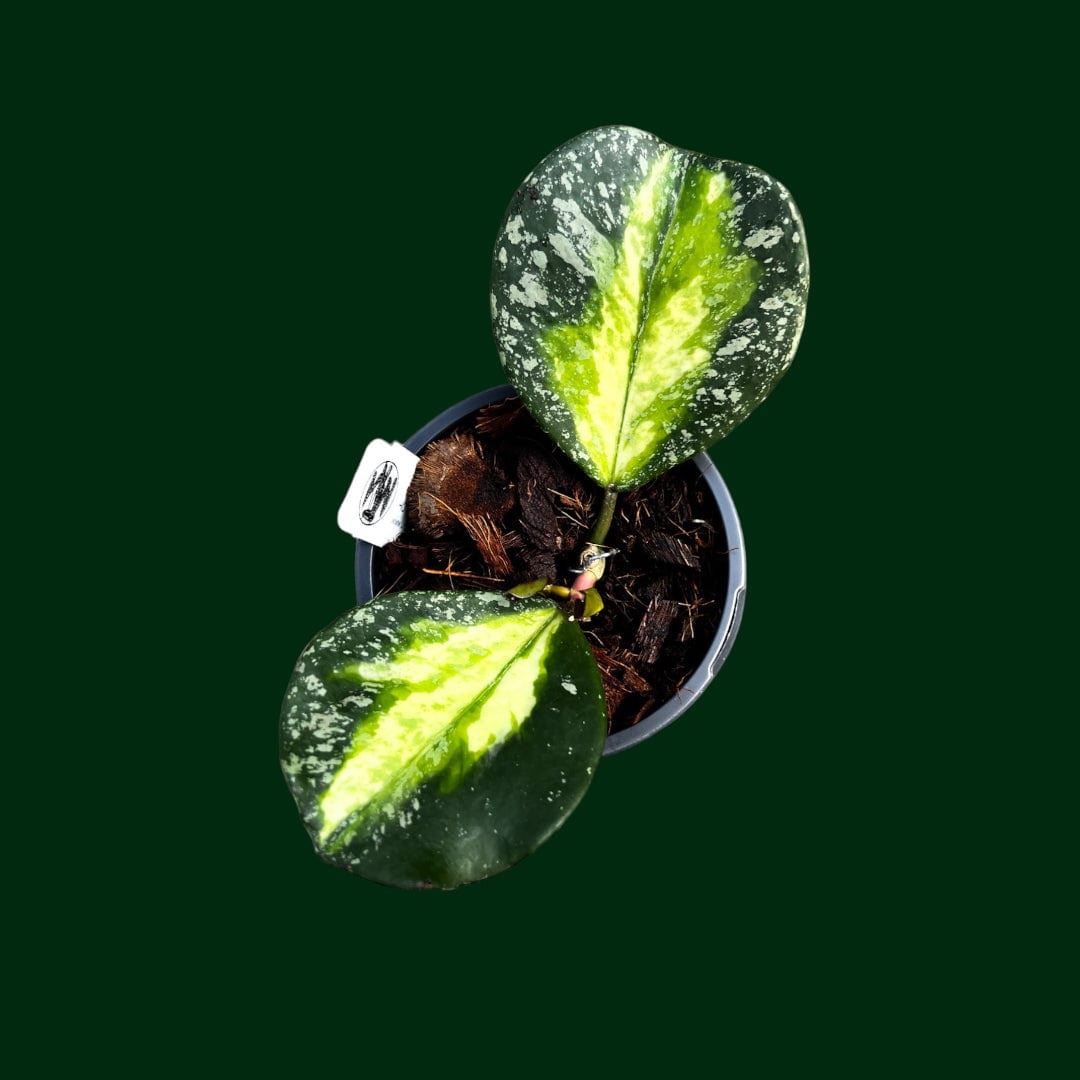Hoya obovata (variegated splash)