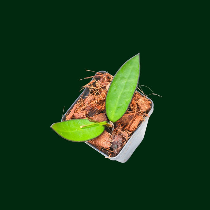 Hoya ‘Lime Sherbet’