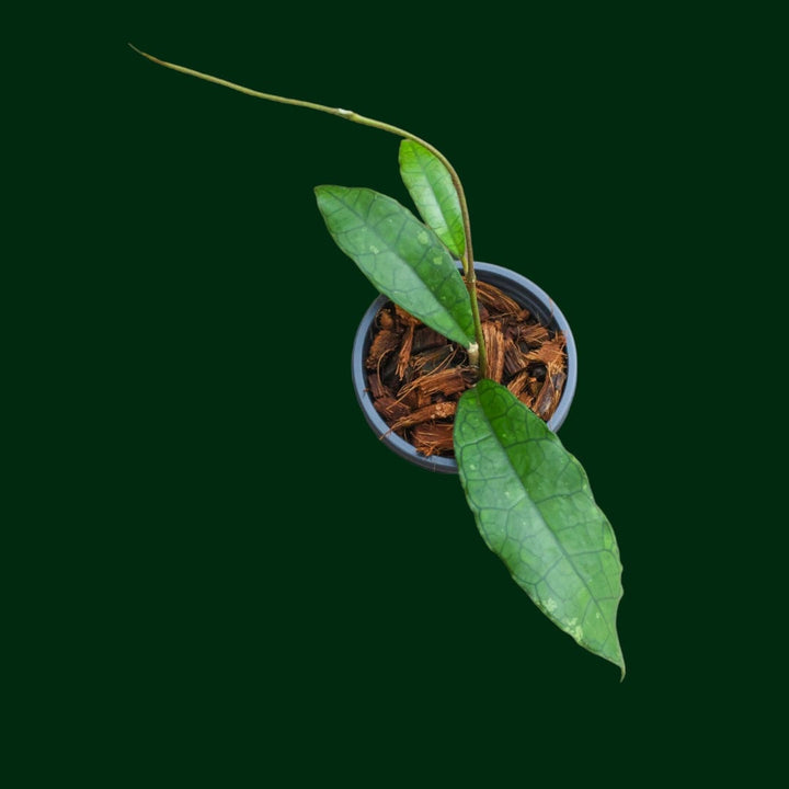 Hoya finlaysonii (dark narrow leaves)