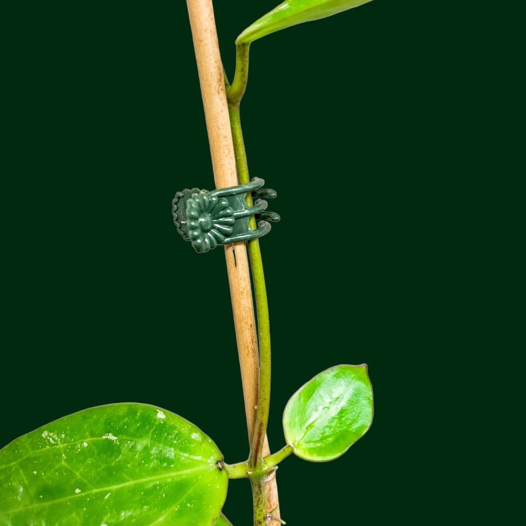 Plant Clips (200pcs) Unsolicited Plant Talks