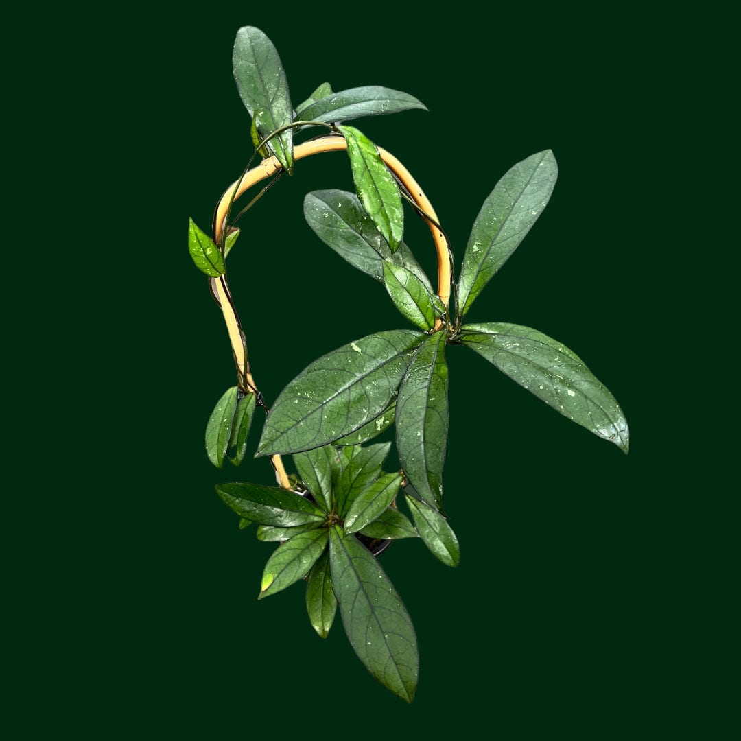 Trellised Hoya crassipetiolata