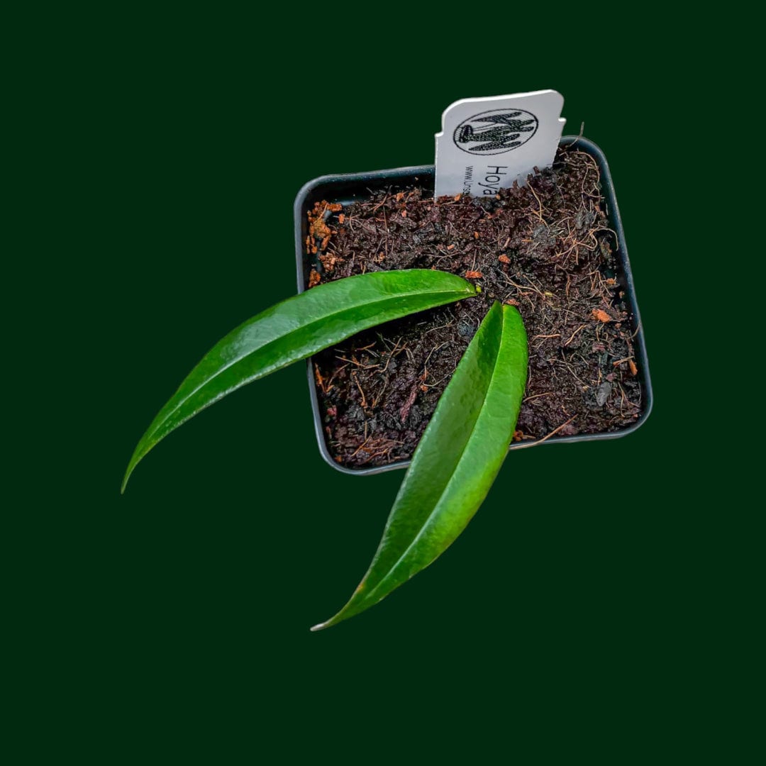 Hoya leucantha